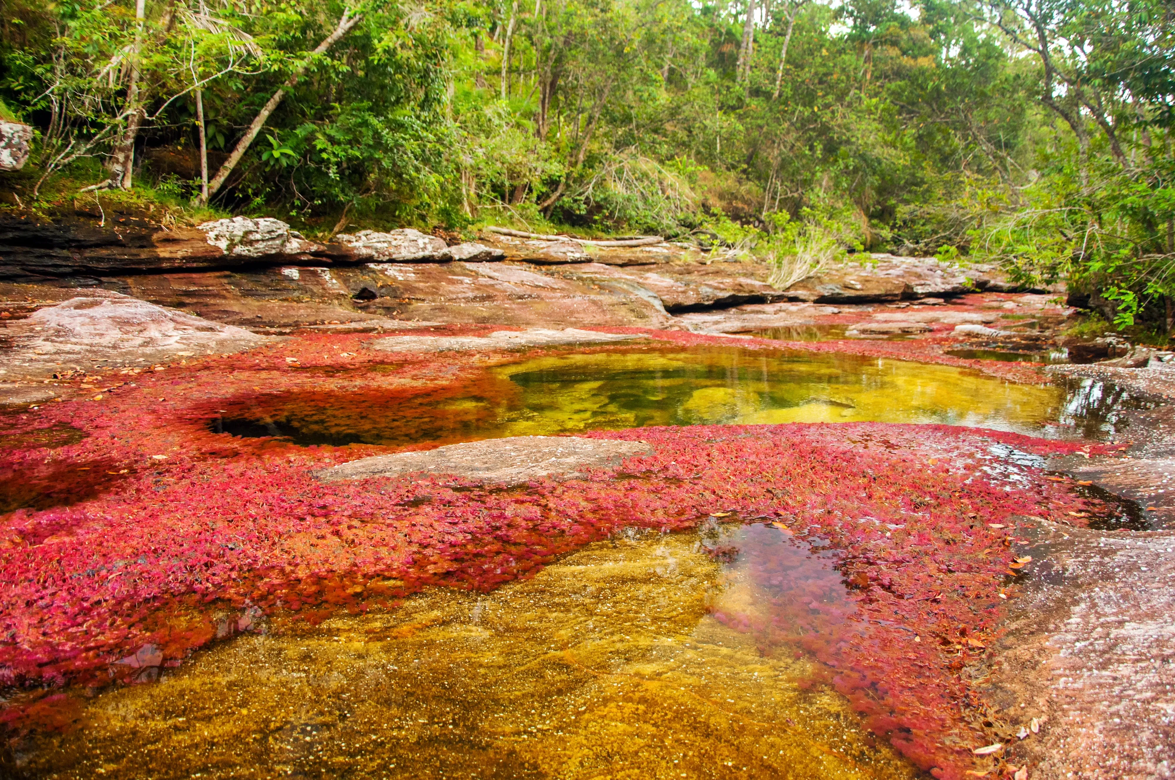 The bed of Caño Cristales carpeted in deep red macarenia, with yellow and green pools between the rock and gallery forest along the bank