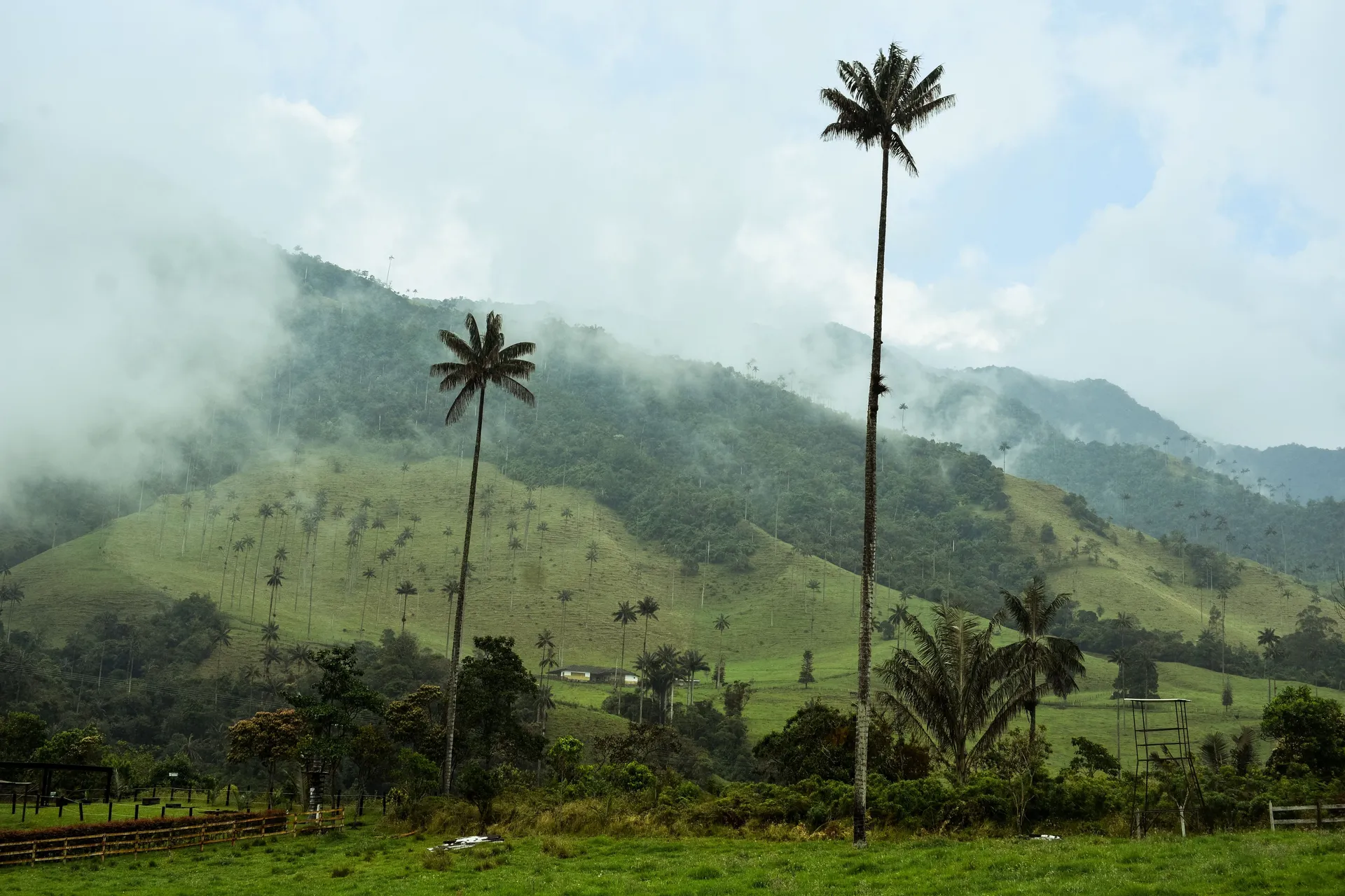 Towering wax palms rising above misty green hillsides in the Cocora Valley, Colombia