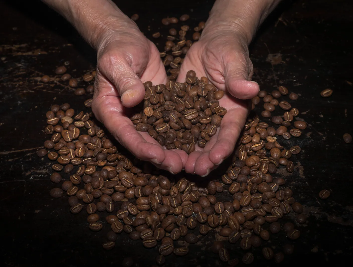 Two hands cupping a pile of dark roasted coffee beans
