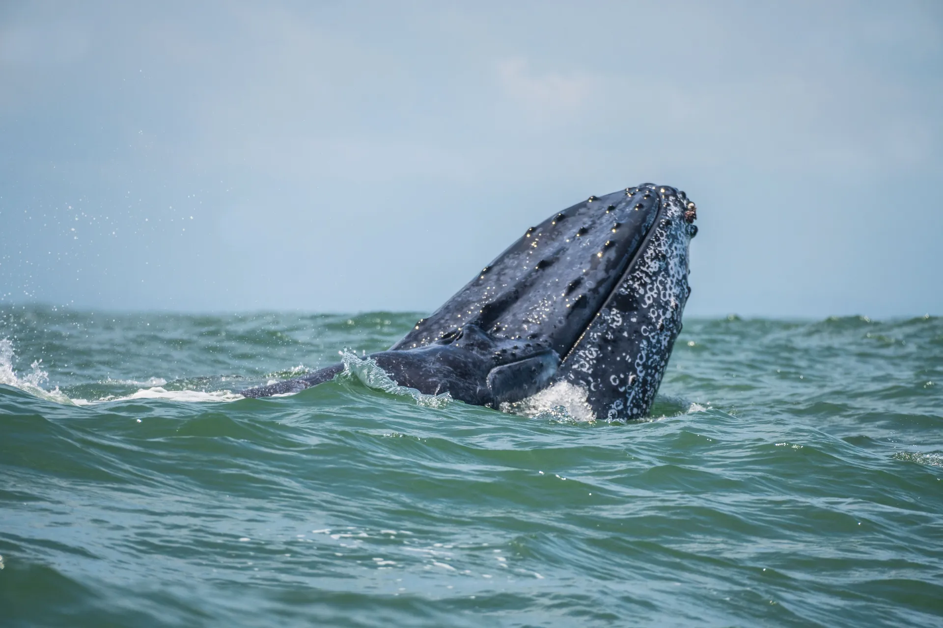 A humpback whale surfacing in open ocean water