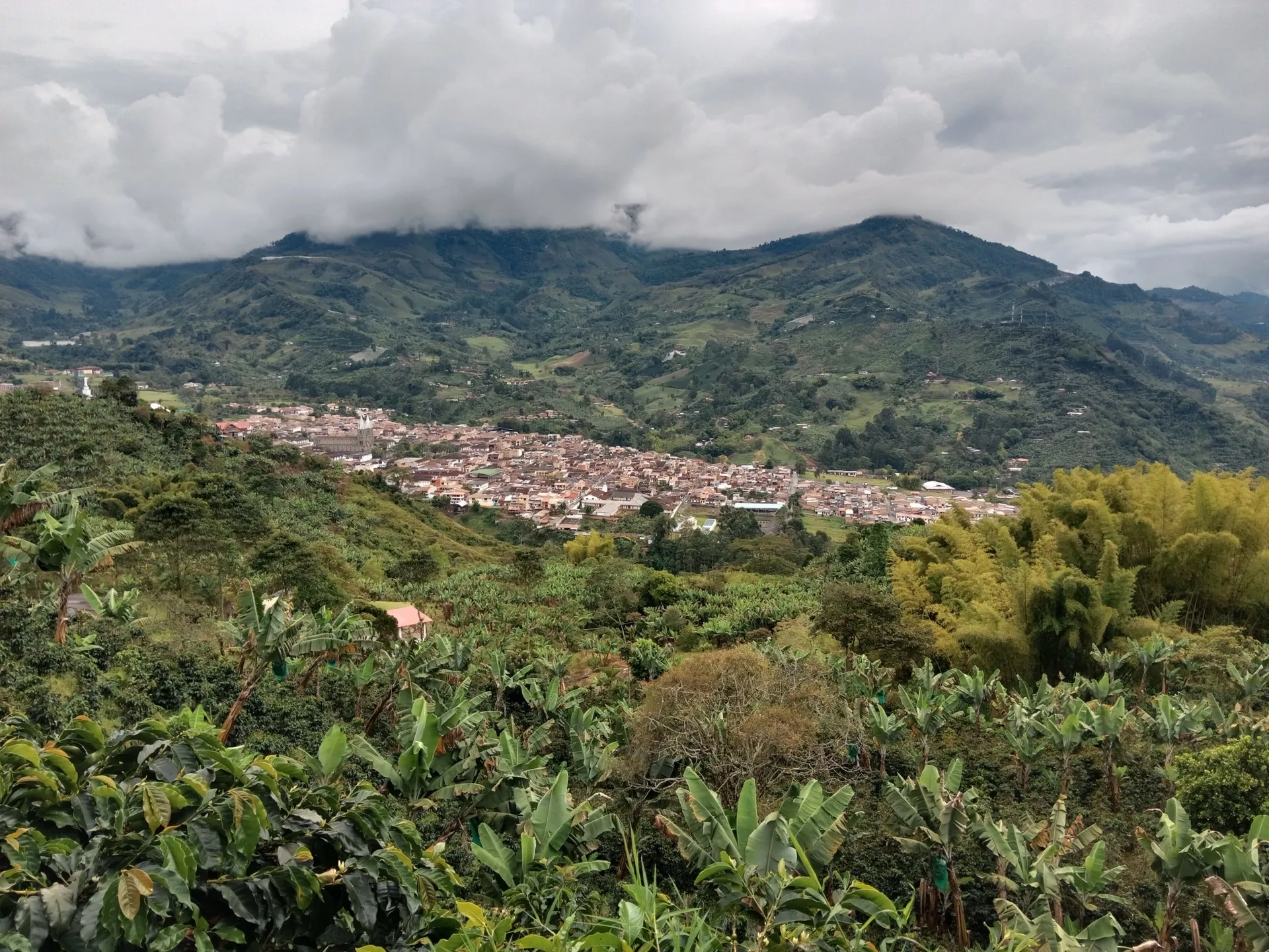 A green Andean valley of coffee hills and forest in Antioquia, Colombia